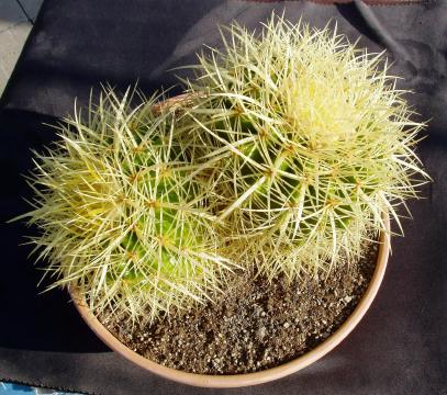 echinocactus grusonii02