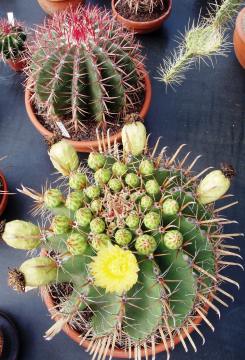 ferocactus townsendianus03