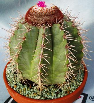 melocactus azureus01