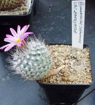 t gymnocactus subteraneus zaragoseanus01