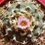 lophophora williamsii02